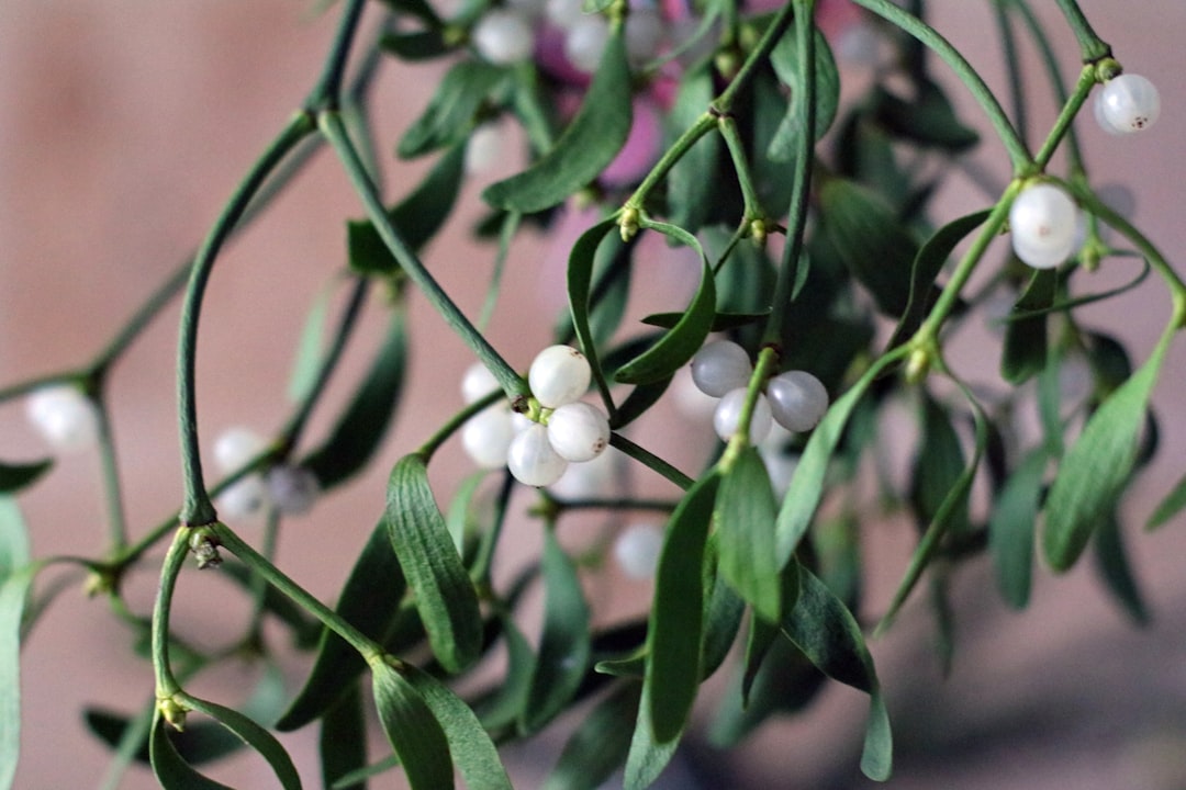 Mistletoe