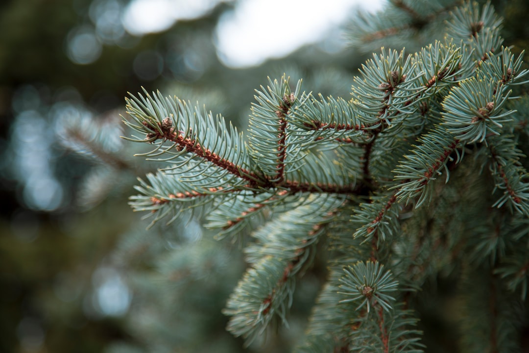 Pine