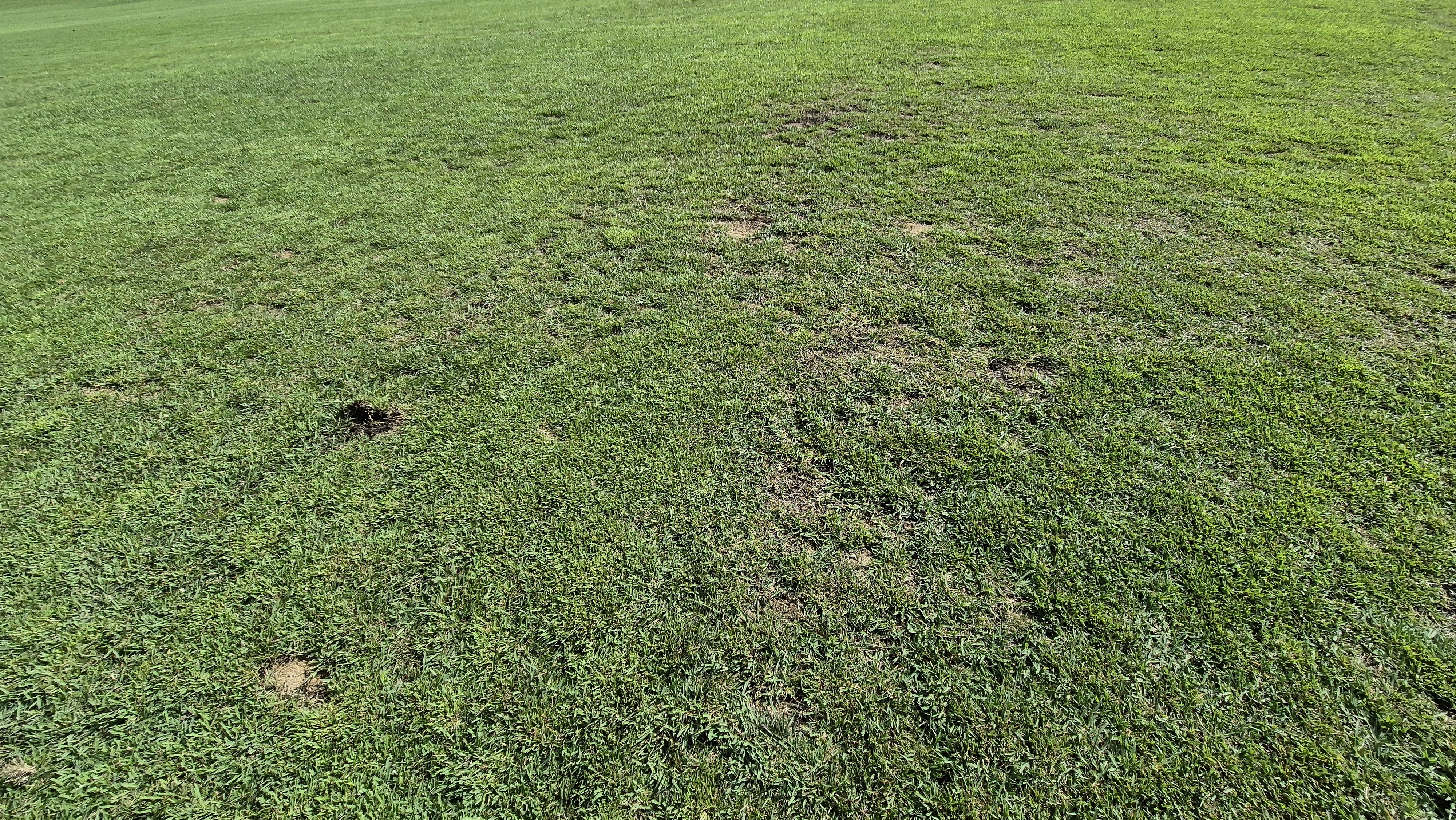 도고cc 코스 관리상태