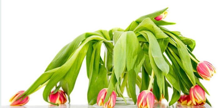 초보자의 미숙함으로 시들시들 죽어가는 꽃 사진