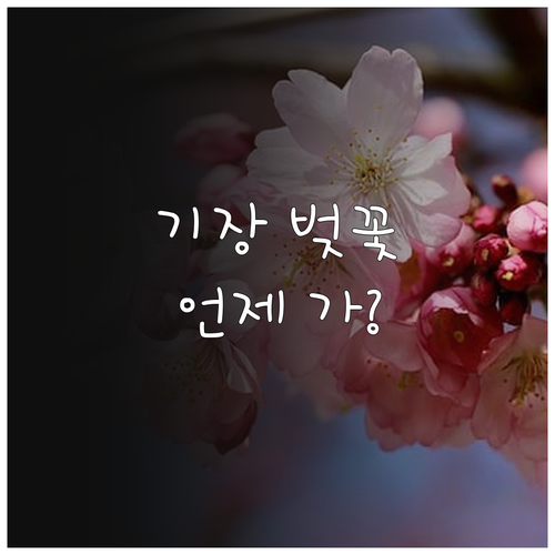 2026년 기장군 벚꽃 개화 만개 시..