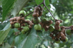 헛개나무효능02