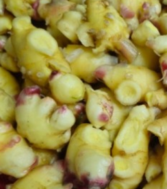 기침에 좋은 한약재