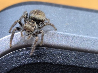 점프하는 애완 거미, 점프링 스파이더 키우는 법