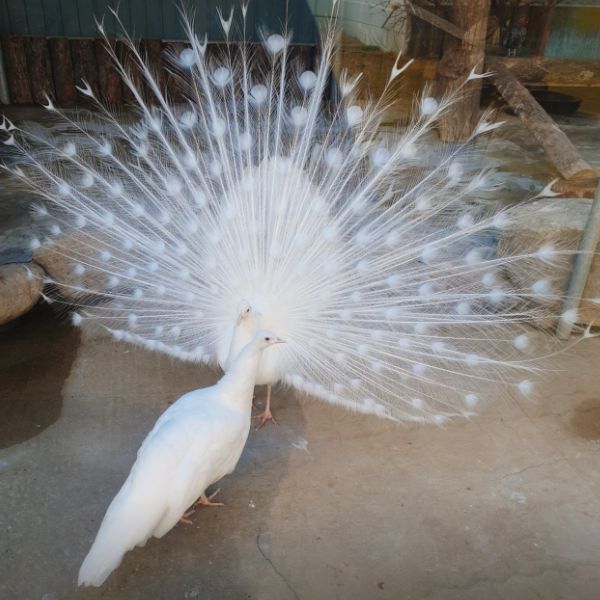 강릉쌍둥이동물농장