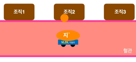  콜레스테롤의 대사과정 