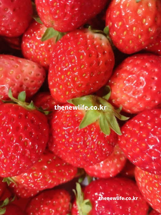 딸기 효능 눈 건강 안토시아닌