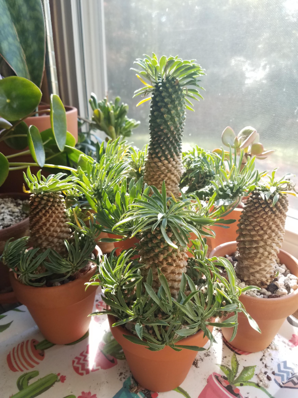 괴마옥 기르기 키우기 번식 다육 물주기 자르기 꽃 옷자람 분갈이