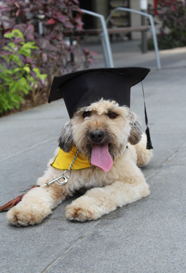 강아지 훈련 사진
