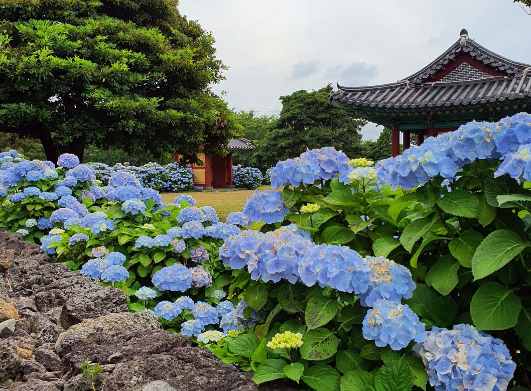 6월 국내여행지 추천, 제주도 혼인지