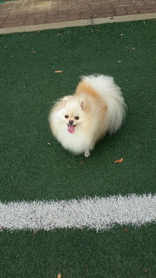 강아지 똥꼬스키의 이유 항문낭&amp;#44; 짜야 할까?