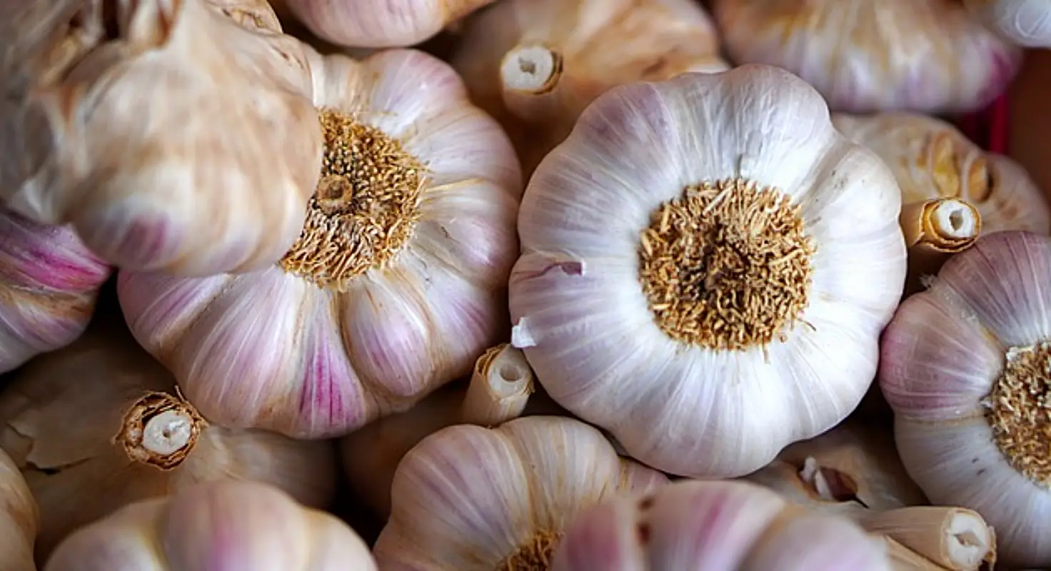마늘장아찌 담그는법