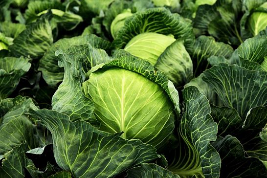 양배추 효능