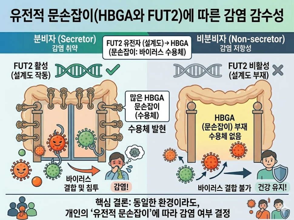 HBGA&middot;FUT2 유전적 문손잡이 차이: 분비자(Secretor) 감염 취약 vs 비분비자(Non-secretor) 저항성 비교 인포그래픽