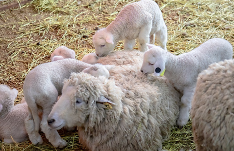 대관령 하늘목장