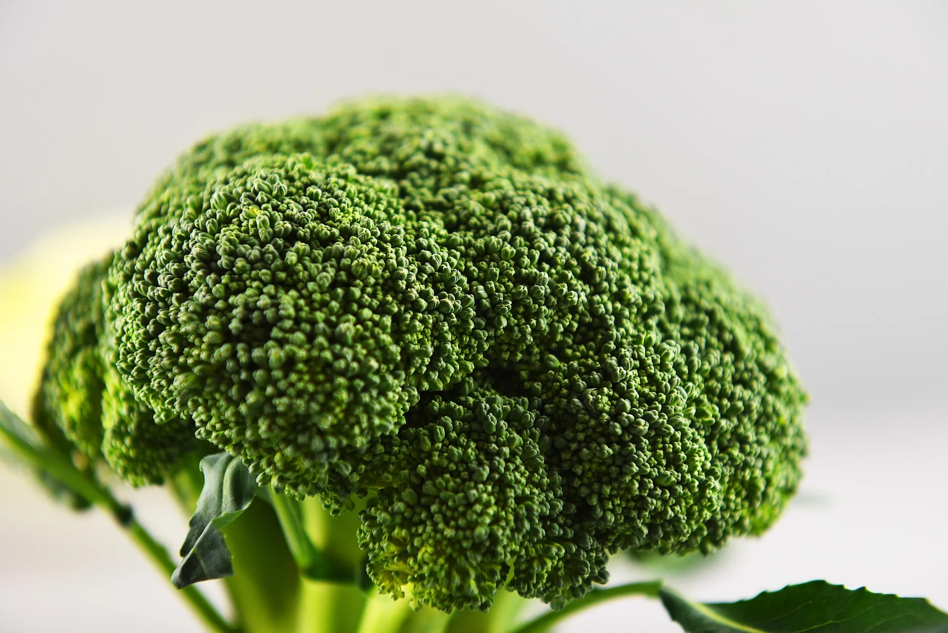 브로콜리 심혈관 건강 효능