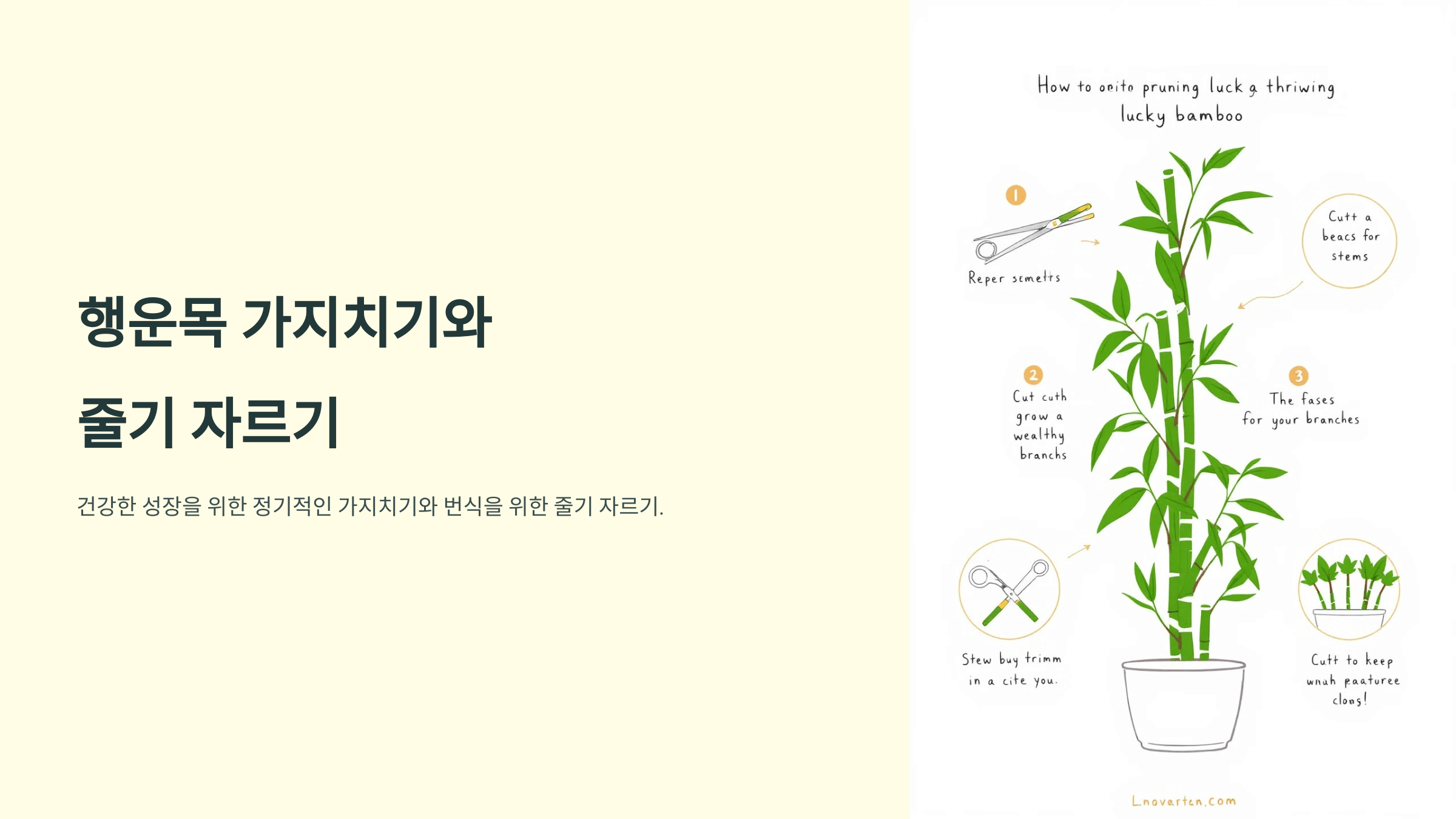 행운목과 관련된 사진입니다.