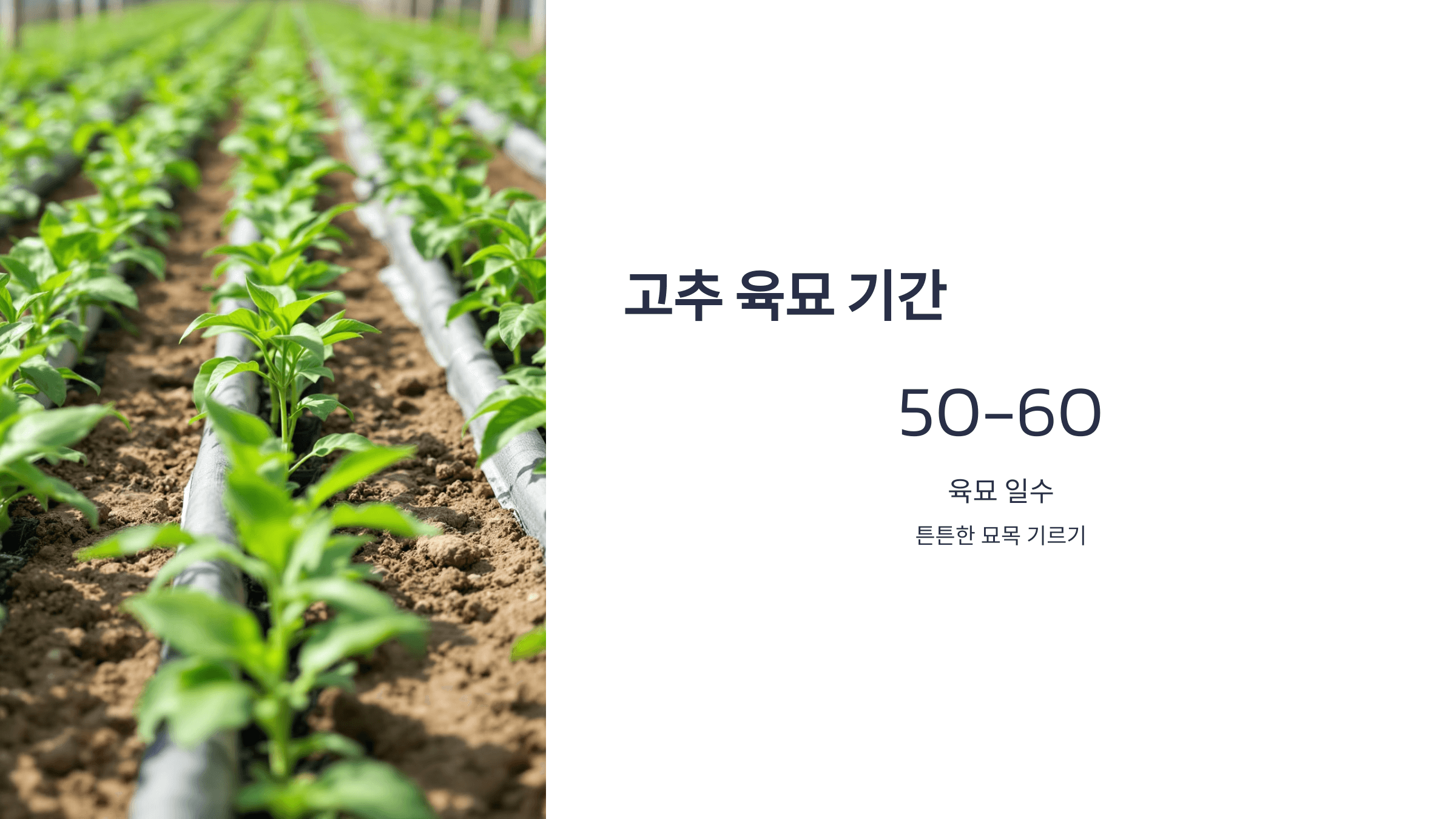 고추 사진입니다.