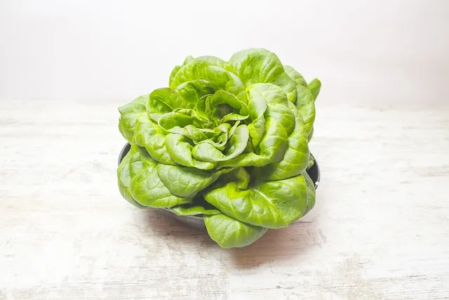 왕고들빼기 효능과 섭취시 주의사항 건강 정보_7