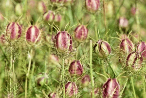 블랙커민시드효능2