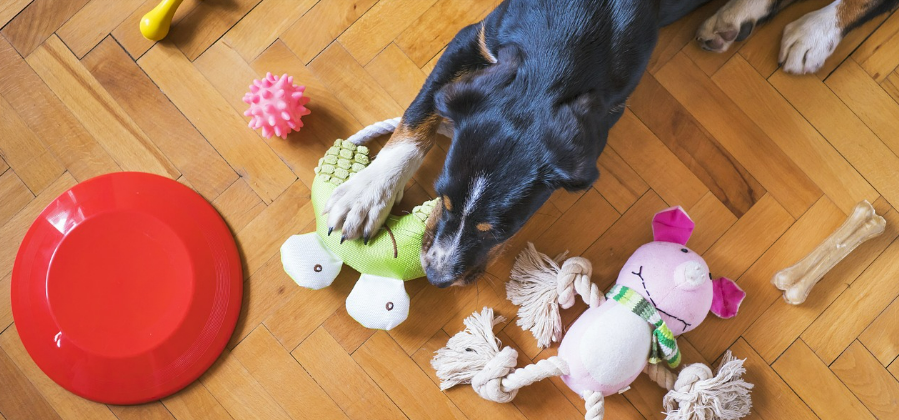 장남감을 가지고 놀고 있는 강아지 이미지