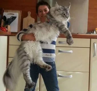 메인쿤 고양이 유전병_30