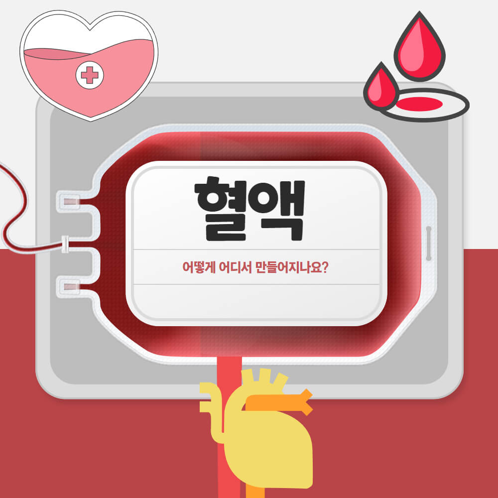 혈액은 어디에서 어떻게 만들어지나