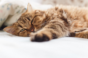 누워 있는 고양이