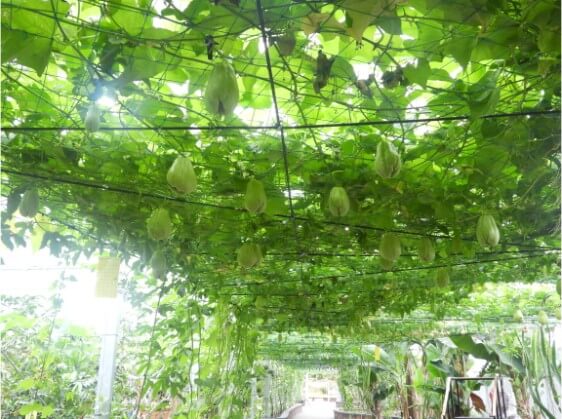 2025 함평 나비 축제 일정부터 주차·입장료까지! 꿀팁 총정리