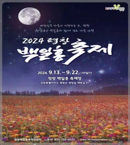 평창 백일홍 축제_1