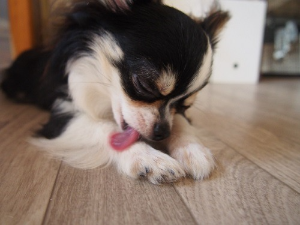 강아지가 자기발을 핥는모습