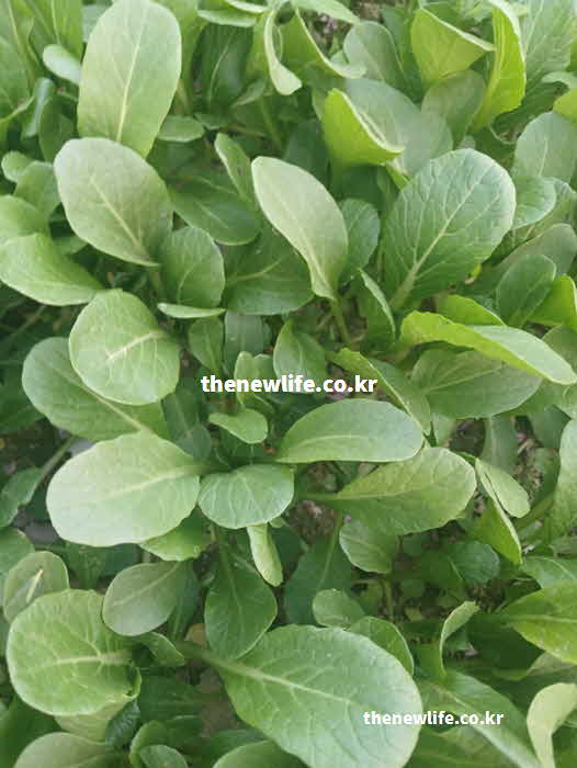 유채 나물 효능 면역력 증진 비타민 C