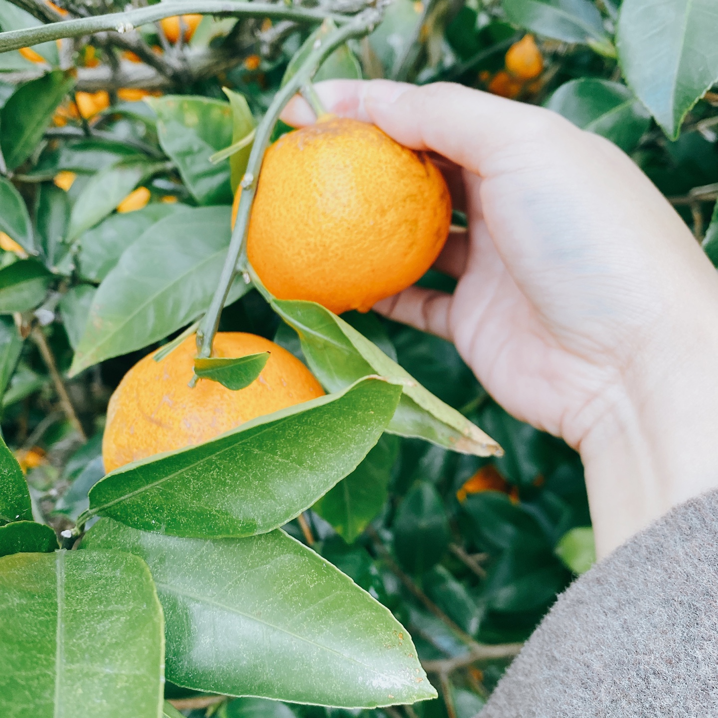 제주 애월 환혼 무수천계곡 트리하우스 웃뜨리 카페