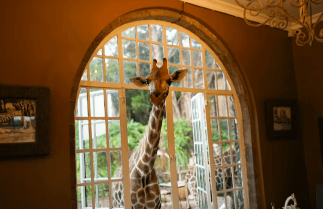 케냐간세끼 따라잡기! 케냐여행 4박 5일 경비/코스