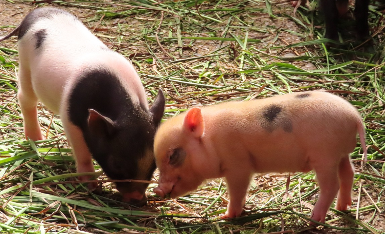 분홍돼지가-나오는-꿈