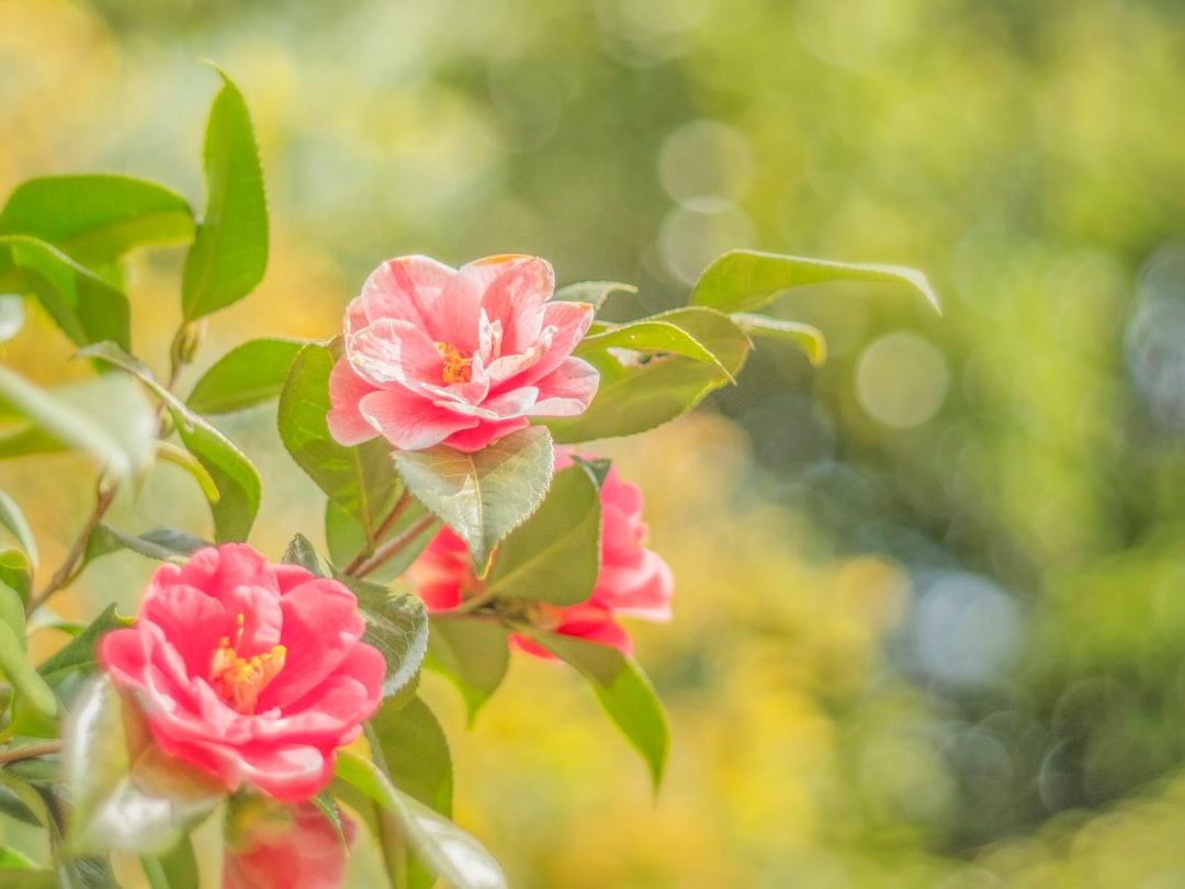 Dongbaek (Camellia)