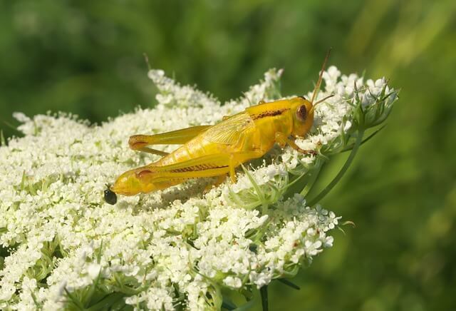 귀뚜라미-꿈-해몽