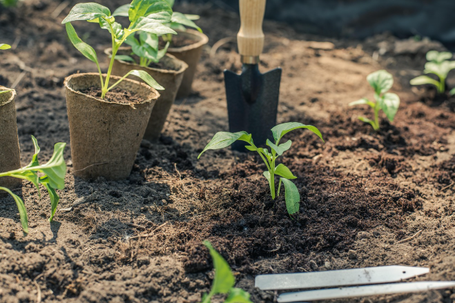 전통 천연 염료 만들기 : 염색용 식물 재배 방법