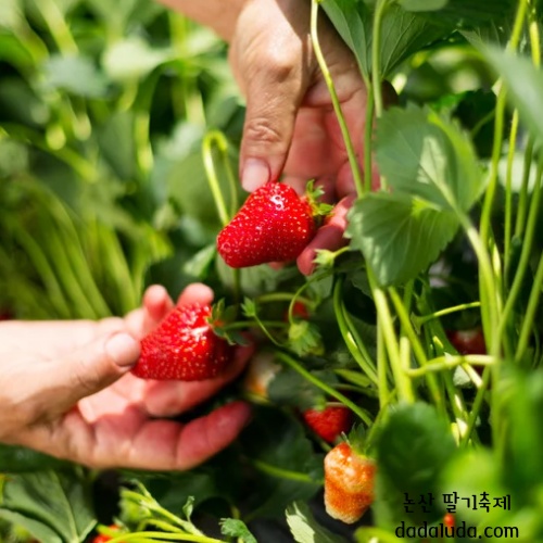 논산 딸기축제 일정 초대가수