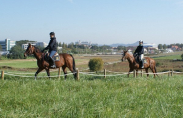 주말 아이랑 가기 좋은 곳 추천 - 안성팜랜드