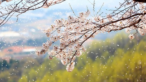 벚꽃 개화시기 2025