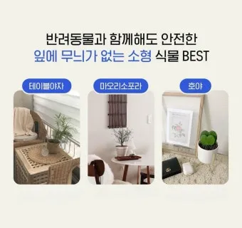 반려동물 안전 실내 식물선택 독성체크 배치높이 관리 간단 가이드_10