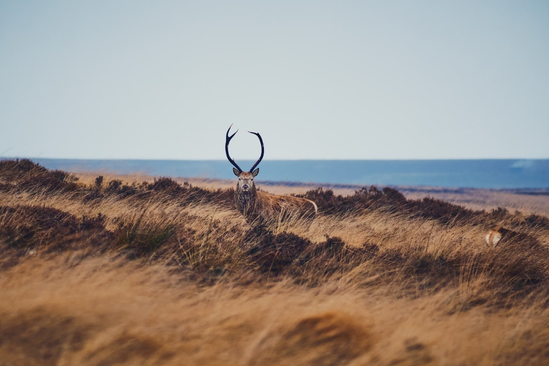 Deer antler