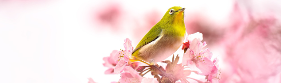 2025 진해 군항제 일정 및 벚꽃 축제