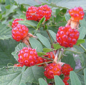 복분자 효능 부작용 고르는법 먹는법