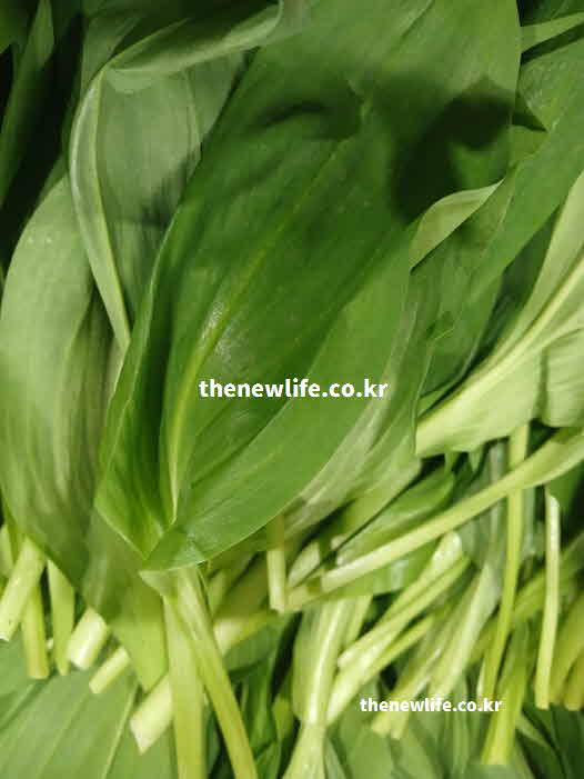 명이나물 효능 피로 해소 비타민 C