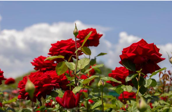 삼척 장미축제 일정