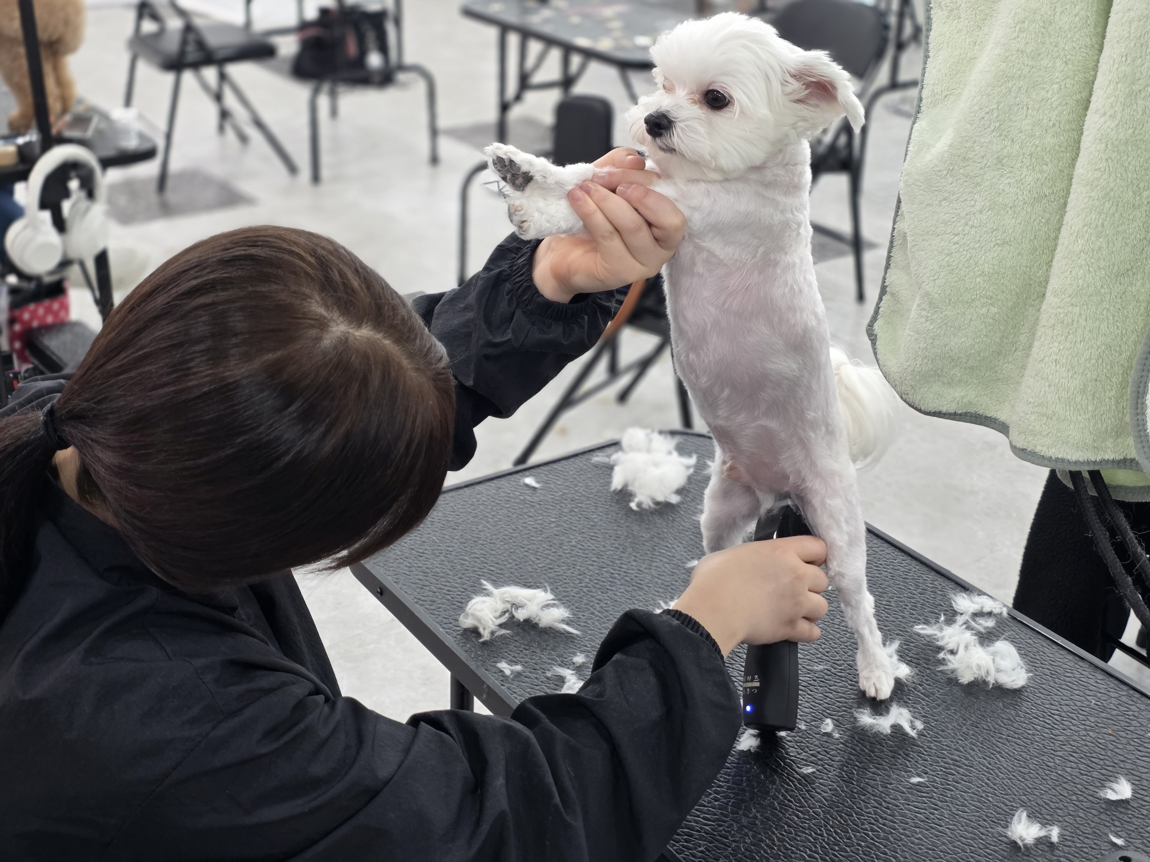 영통애견미용학원