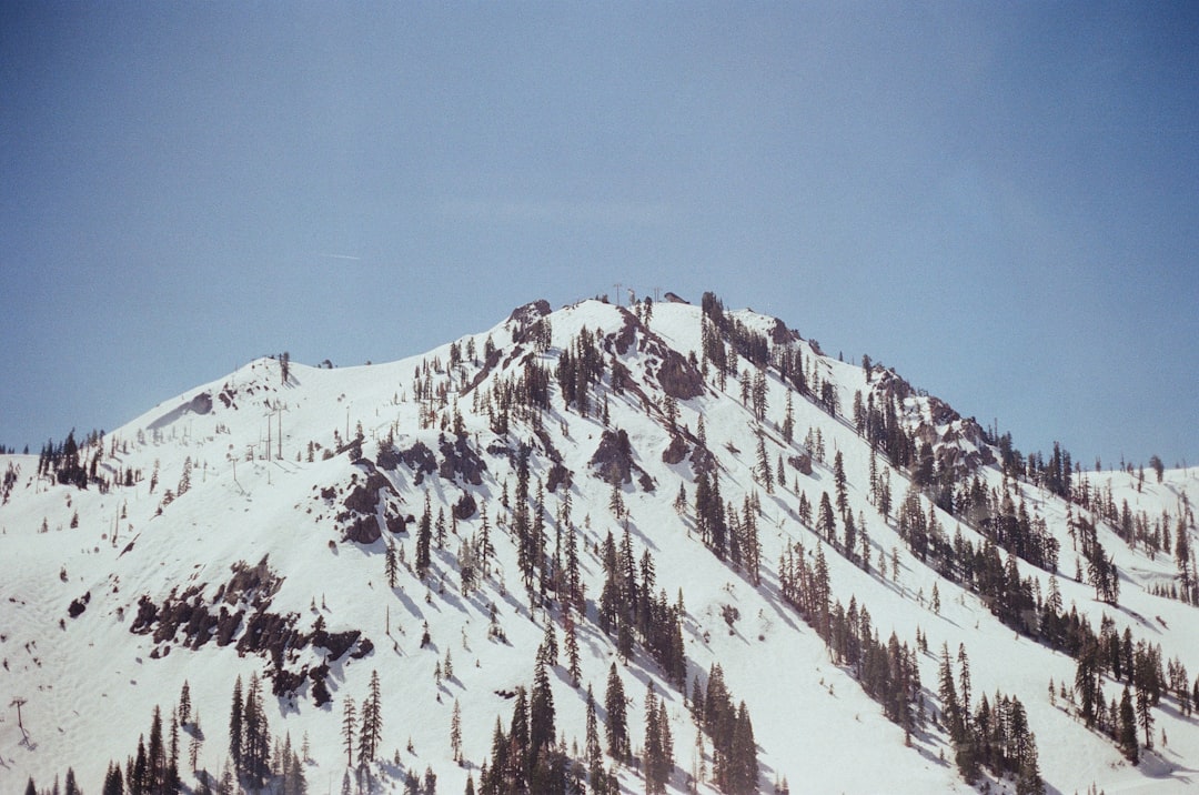 Palisade