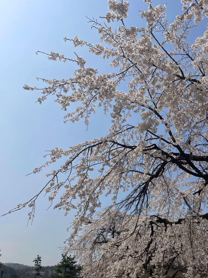 벚꽃